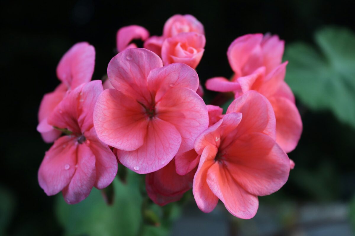 I fiori Primaverili perfetti per decorare il tuo balcone nei prossimi mesi I fiori Primaverili perfetti per decorare il tuo balcone nei prossimi mesi