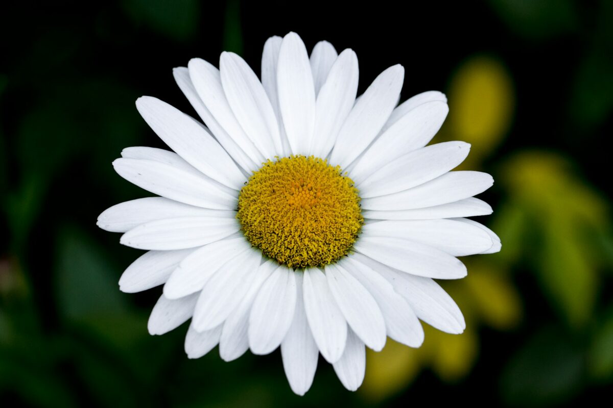 I fiori Primaverili perfetti per decorare il tuo balcone nei prossimi mesi I fiori Primaverili perfetti per decorare il tuo balcone nei prossimi mesi