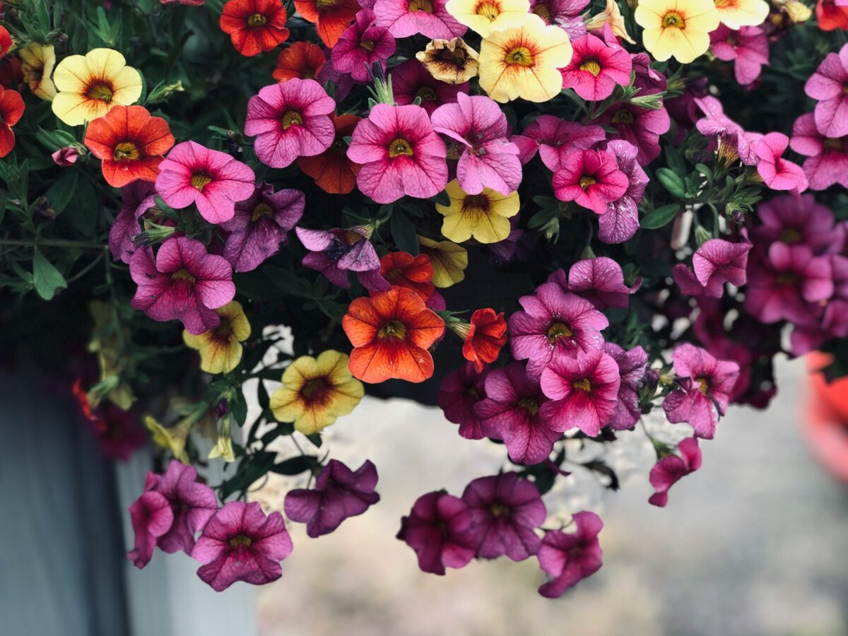 I fiori Primaverili perfetti per decorare il tuo balcone nei prossimi mesi I fiori Primaverili perfetti per decorare il tuo balcone nei prossimi mesi