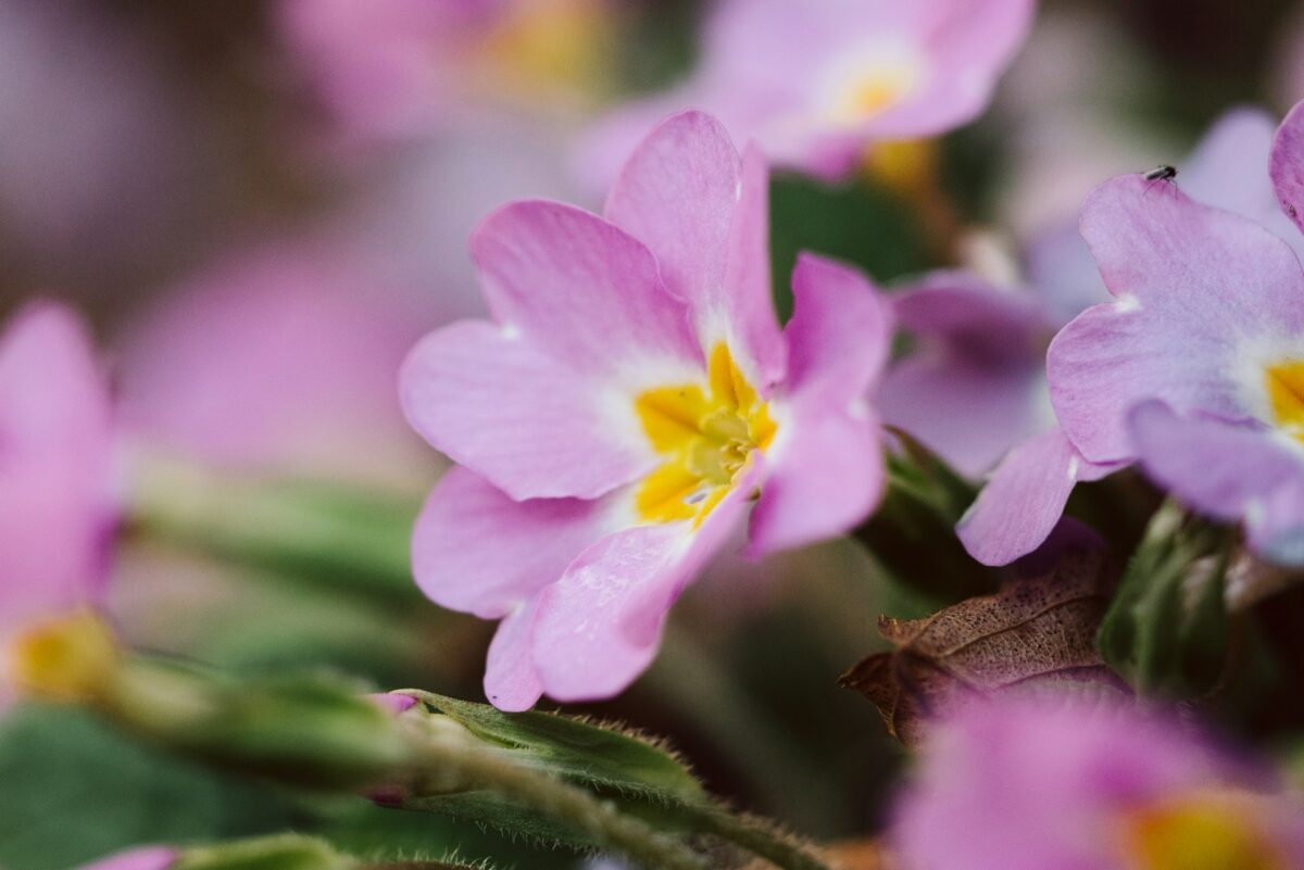 I fiori Primaverili perfetti per decorare il tuo balcone nei prossimi mesi I fiori Primaverili perfetti per decorare il tuo balcone nei prossimi mesi