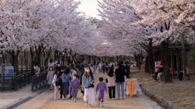 Le mete più affascinanti del mondo dove ammirare la fioritura dei ciliegi