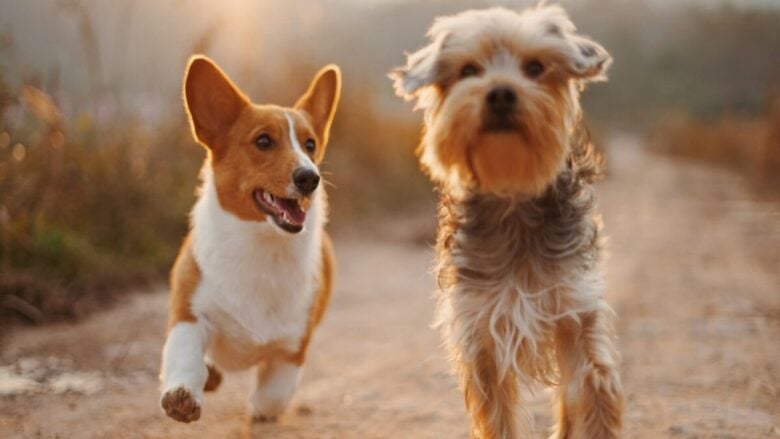I Borghi pet friendly più belli d’Italia: ecco dove andare in vacanza con il vostro cane…