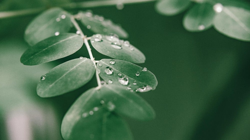 Capelli forti e lucenti con la Moringa, il superfood che fa bene alla chioma Capelli forti e lucenti con la Moringa, il superfood che fa bene alla chioma