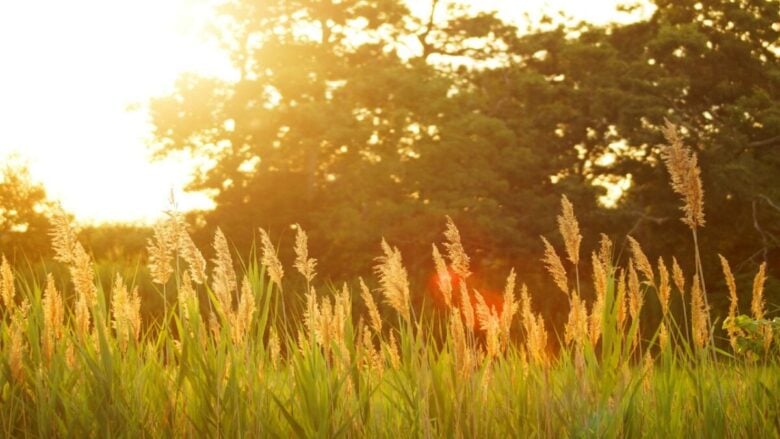 I profumi che durano tutto il giorno anche con 35 gradi: perfetti per l’estate