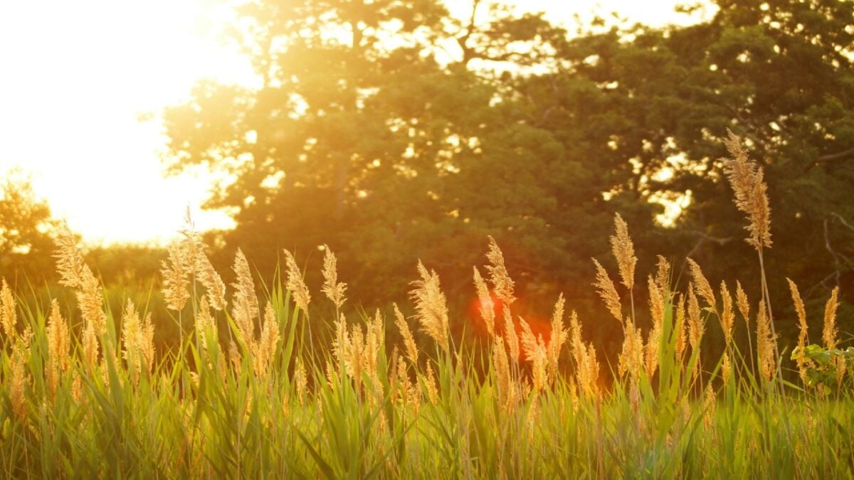 I profumi che durano tutto il giorno anche con 35 gradi: perfetti per l’estate