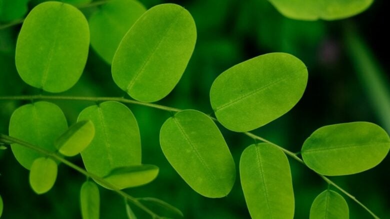 Capelli forti e lucenti con la Moringa, il superfood che fa bene alla chioma