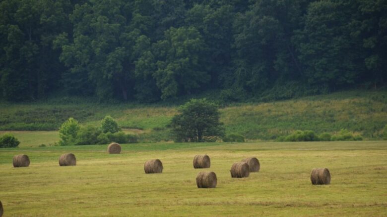Tra natura e cultura, ecco uno dei Borghi da visitare in Ciociaria: non perdetevi Paliano e la sua Selva