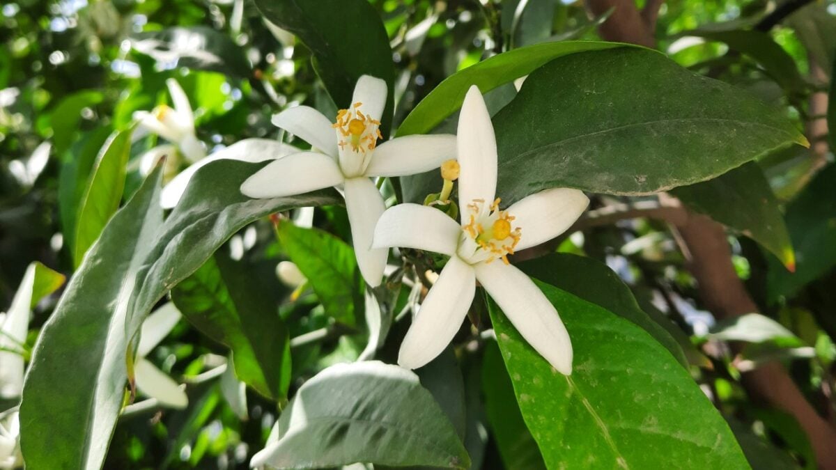 Nuovi profumi ai fiori d’arancio: le fragranze estive che ti faranno sentire in vacanza