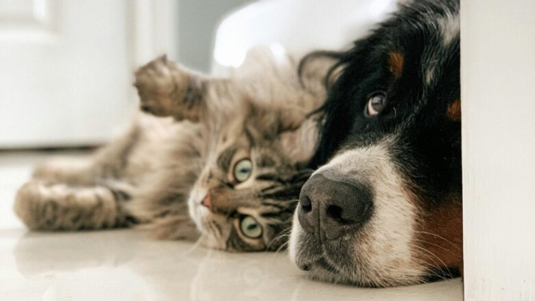 Stile e comfort per cani e gatti: la linea pet di Zara Home è in saldo