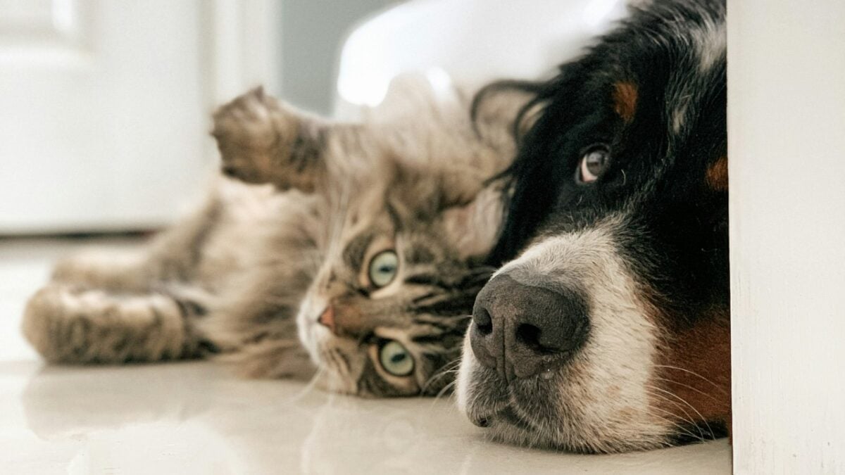 Stile e comfort per cani e gatti: la linea pet di Zara Home è in saldo