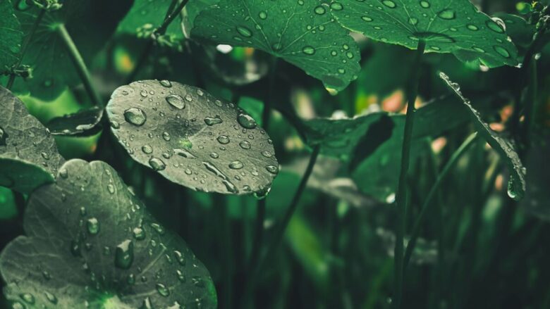 Centella Asiatica: la star della skincare che lenisce, ripara e illumina