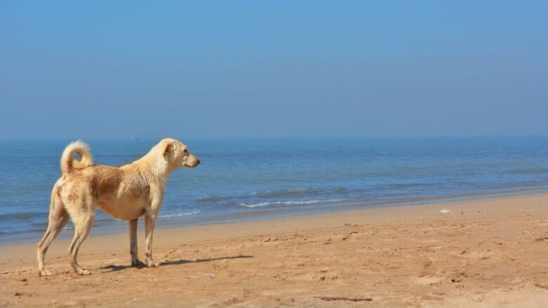 Spiagge pet friendly: i migliori beach club dove trascorrere le vacanze con il proprio cane