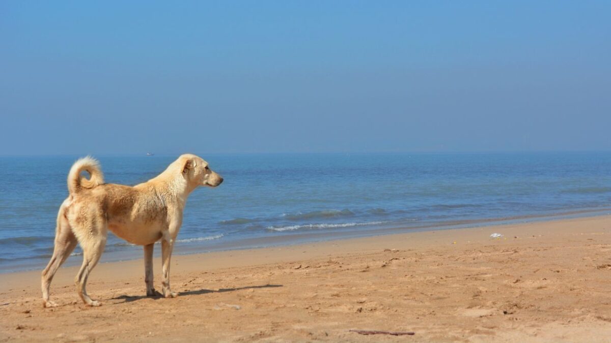 Spiagge pet friendly: i migliori beach club dove trascorrere le vacanze con il proprio cane