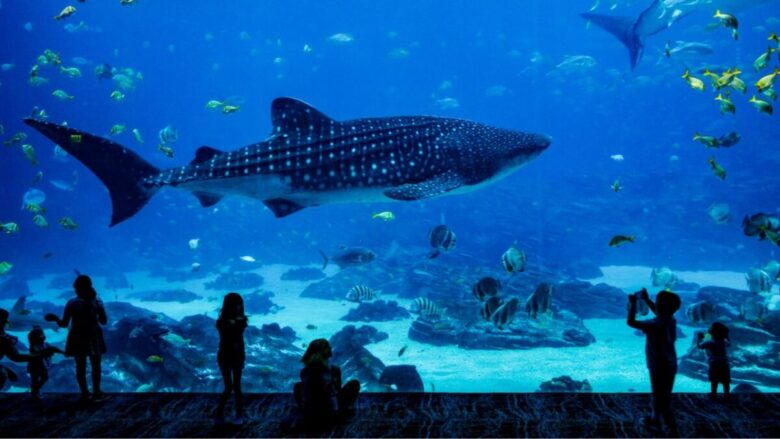 Animali fantastici: 5 mete imperdibili in Italia tra acquari, giardini zoologici e zoo safari
