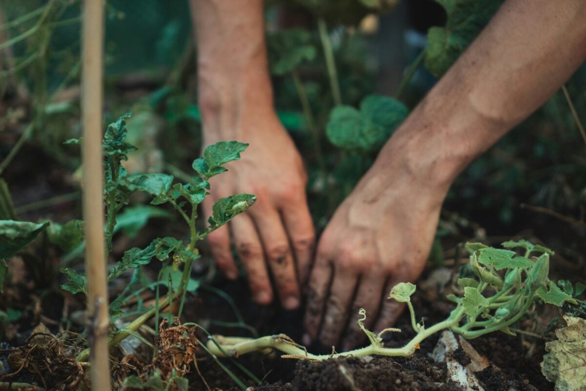 Il segreto di un Giardino rigoglioso? Piantare in Autunno!