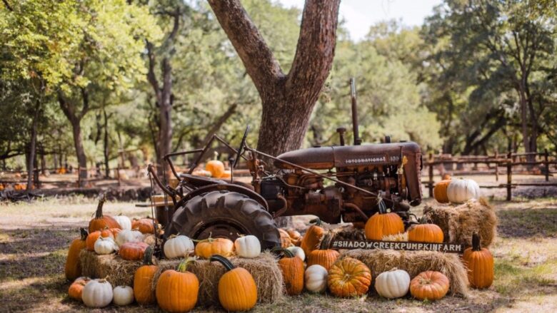 Campi di Zucca: ecco i Pumpkin Patch italiani da visitare e fotografare questo Autunno 2025