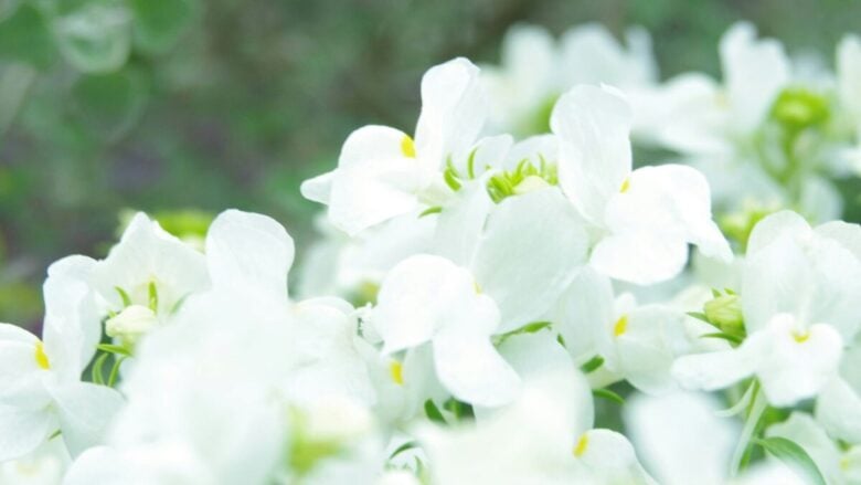 Profumi ai fiori bianchi: le fragranze più eleganti e femminili da indossare ora