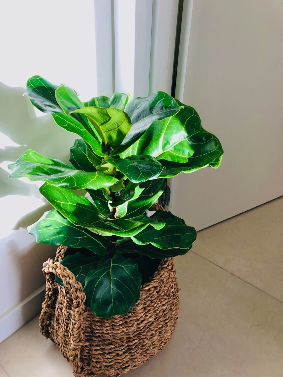 Le Piante da Interni perfette per una casa green anche d’inverno Le Piante da Interni perfette per una casa green anche d’inverno