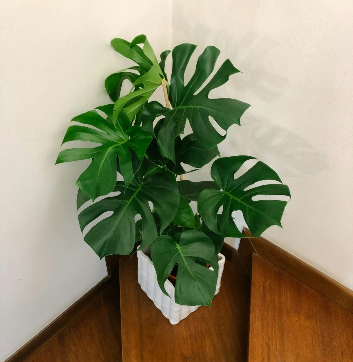 Le Piante da Interni perfette per una casa green anche d’inverno Le Piante da Interni perfette per una casa green anche d’inverno