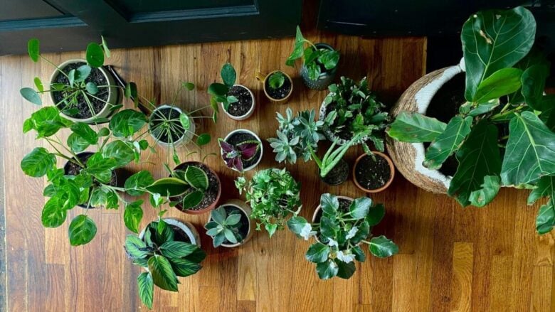 Le Piante da Interni perfette per una casa green anche d’inverno