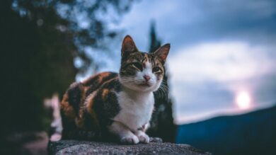 Amanti dei gatti all”ascolto: dovete assolutamente visitare questa località piemontese!