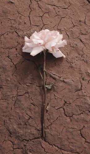 Questo profumo alla Rosa conquista anche chi non ama i profumi floreali