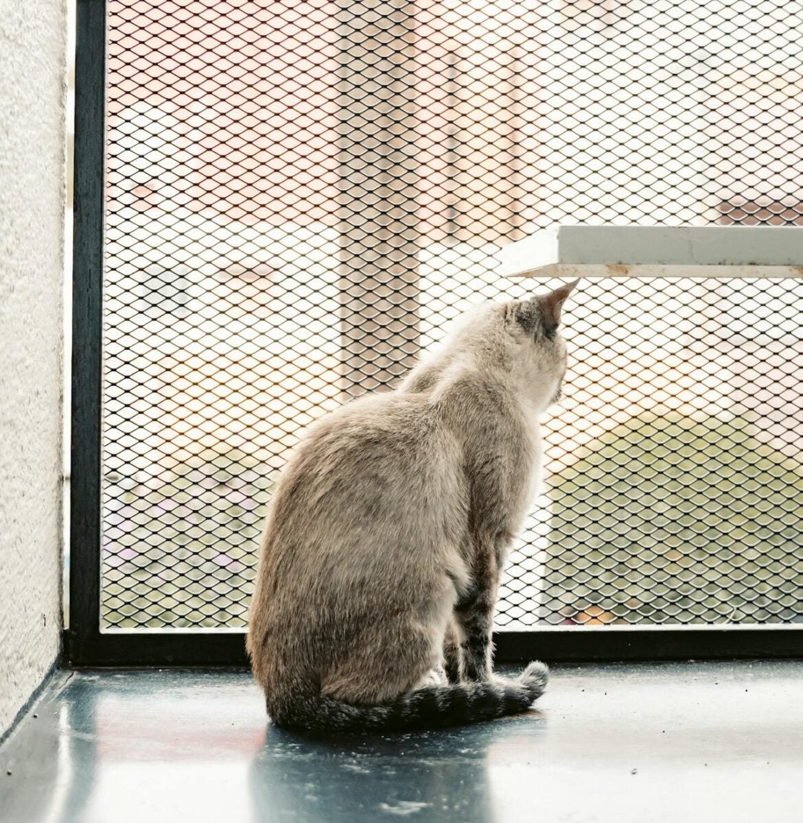 La tua casa è davvero a prova di gatto? Gli errori che mettono a rischio il tuo micio