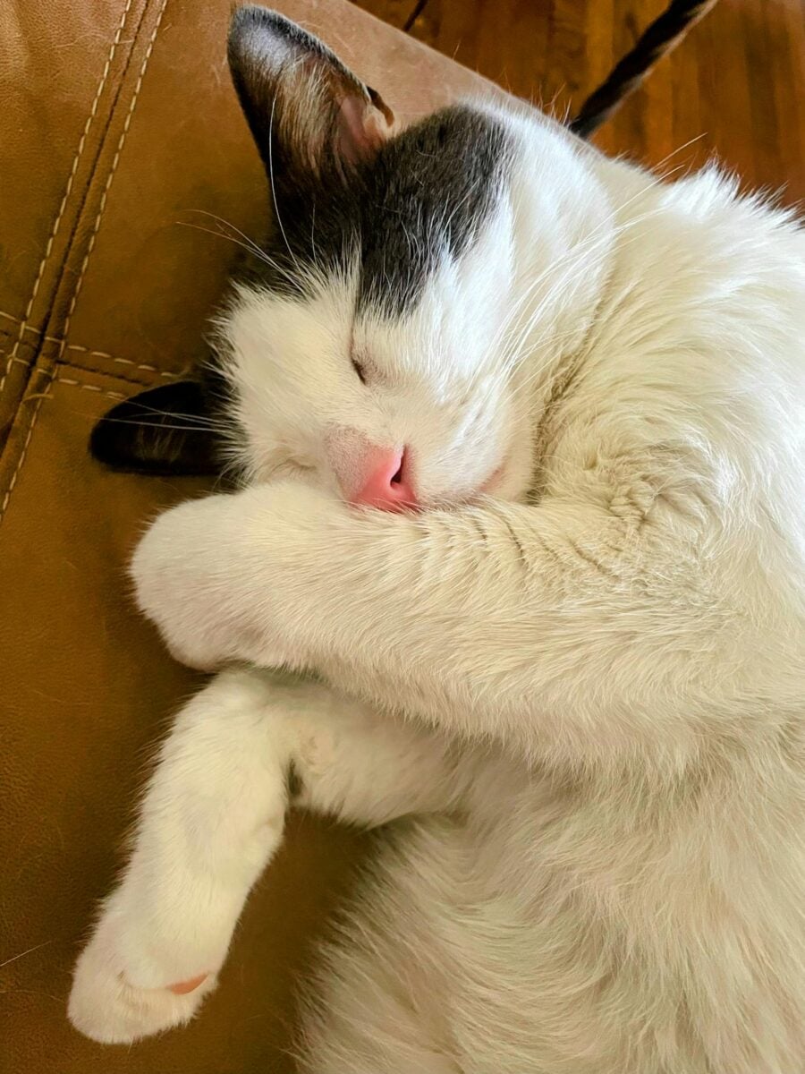 La tua casa è davvero a prova di gatto? Gli errori che mettono a rischio il tuo micio