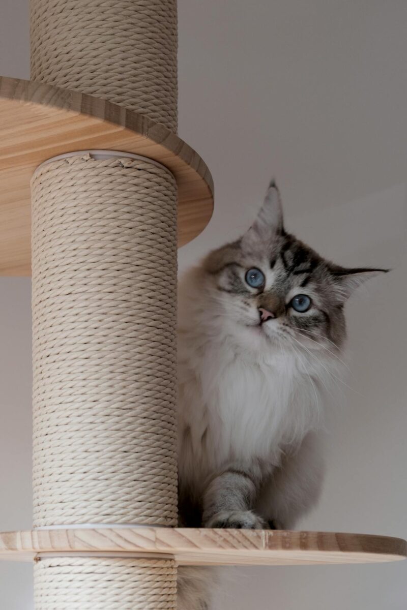 La tua casa è davvero a prova di gatto? Gli errori che mettono a rischio il tuo micio