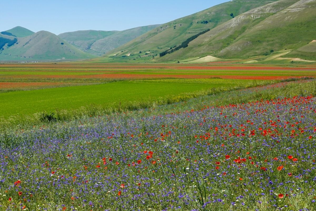Castelluccio di Norcia e la Fiorita: quando visitare il borgo più colorato dell’Umbria Castelluccio di Norcia e la Fiorita: quando visitare il borgo più colorato dell’Umbria