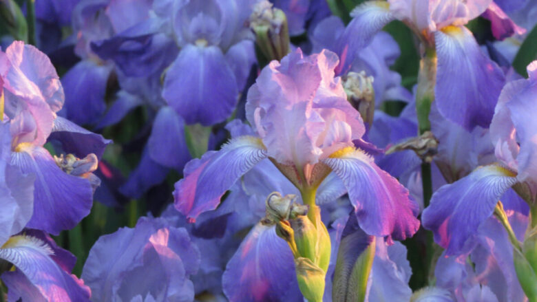 I profumi all’iris della Primavera 2026: 5 fragranze dolci e persistenti (l’ultima è la mia preferita)