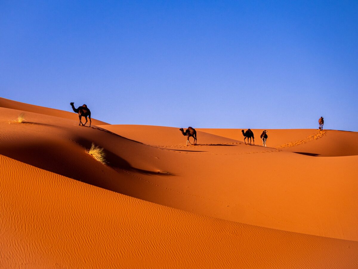 Una settimana in Marocco: itinerario tra Marrakech, Fes e il deserto del Sahara Una settimana in Marocco: itinerario tra Marrakech, Fes e il deserto del Sahara