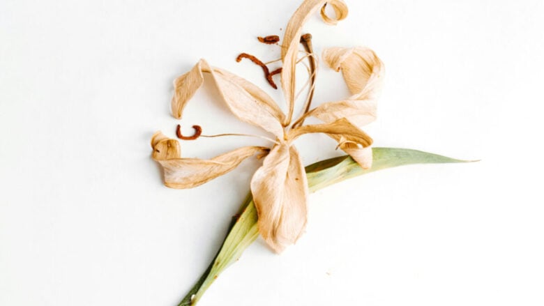 6 prodotti beauty must have se vuoi profumare di dolcetto alla vaniglia
