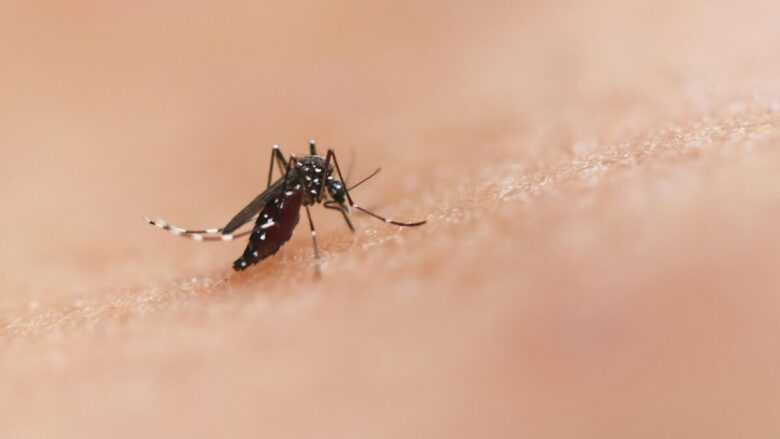 Zanzare in giardino e terrazza: ecco come tenerle a distanza anche negli spazi esterni…