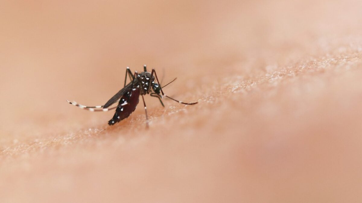 Zanzare in giardino e terrazza: ecco come tenerle a distanza anche negli spazi esterni… Zanzare in giardino e terrazza: ecco come tenerle a distanza anche negli spazi esterni…