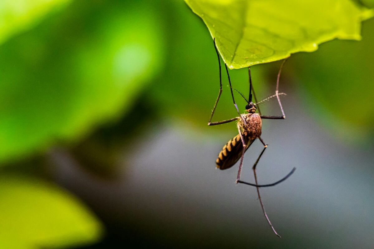 Zanzare in giardino e terrazza: ecco come tenerle a distanza anche negli spazi esterni… Zanzare in giardino e terrazza: ecco come tenerle a distanza anche negli spazi esterni…