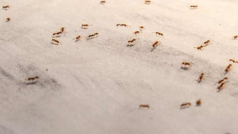 Come eliminare le formiche in casa in estate: i rimedi naturali che funzionano davvero