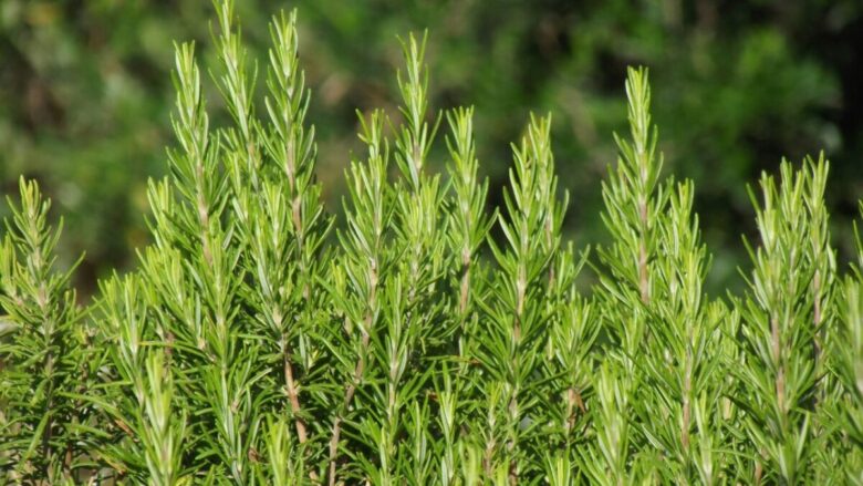 5 piante aromatiche resistenti al caldo: le varietà ideali per balcone e giardino in estate