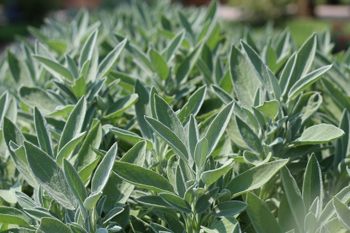 5 piante aromatiche resistenti al caldo: le varietà ideali per balcone e giardino in estate 5 piante aromatiche resistenti al caldo: le varietà ideali per balcone e giardino in estate