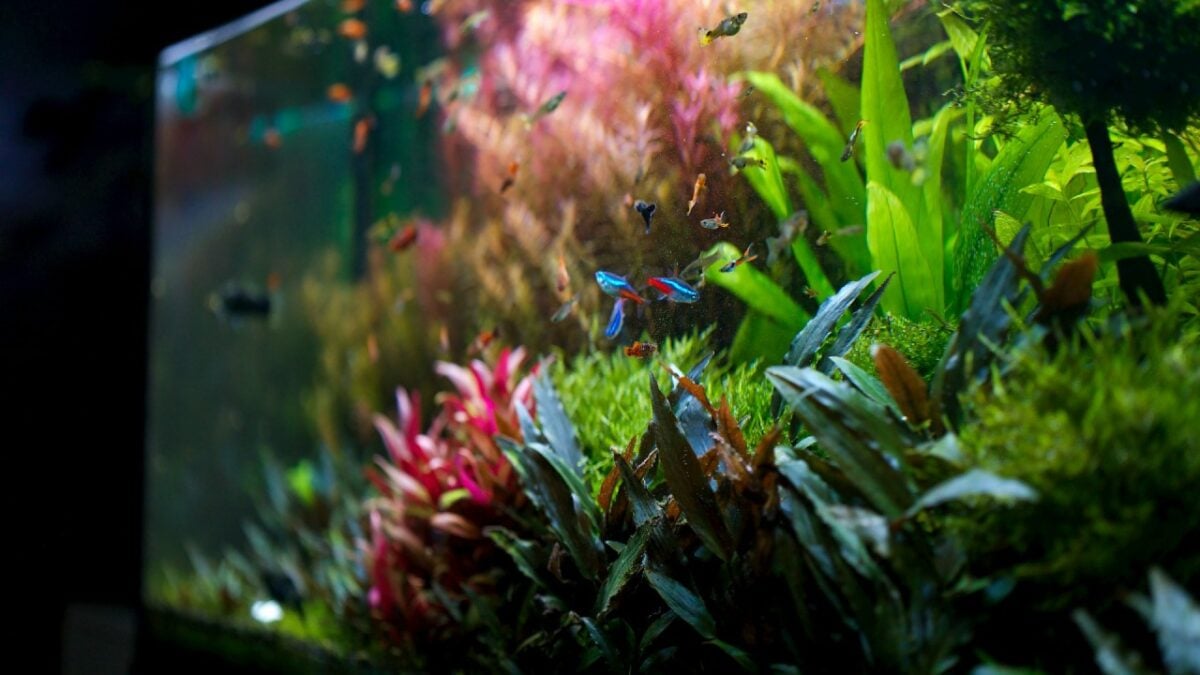 Acquario domestico, come allestirlo: una guida completa step by step Acquario domestico, come allestirlo: una guida completa step by step