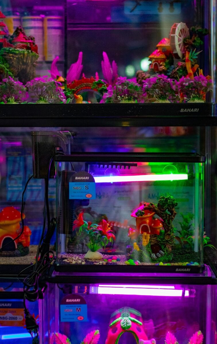 Acquario domestico, come allestirlo: una guida completa step by step Acquario domestico, come allestirlo: una guida completa step by step
