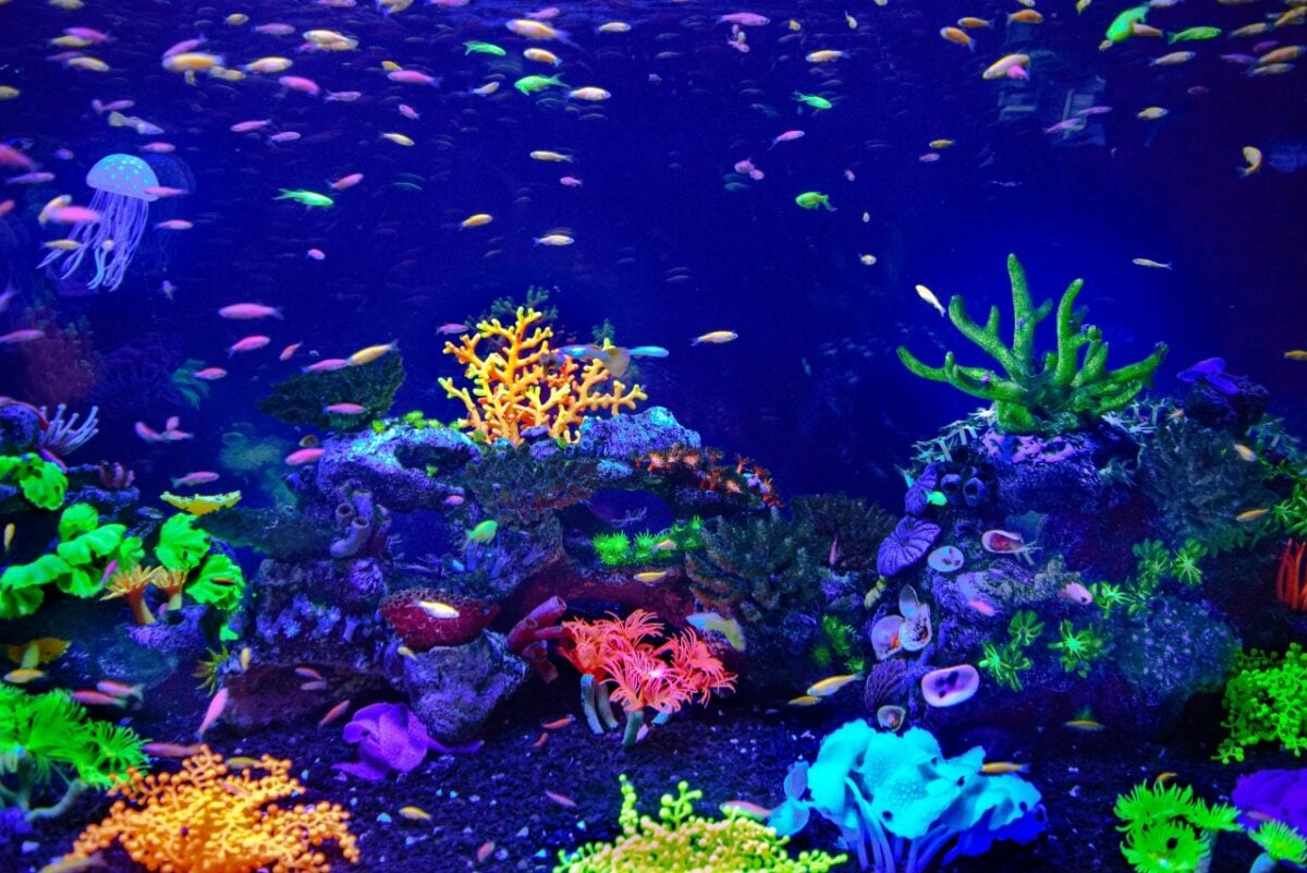 Acquario domestico, come allestirlo: una guida completa step by step Acquario domestico, come allestirlo: una guida completa step by step
