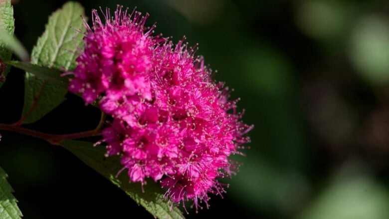 La pianta resistente che fiorisce tutta l’estate e richiede pochissima acqua e cure