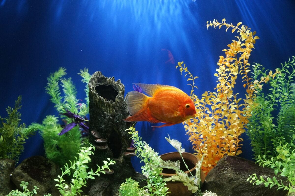 Acquario domestico, come allestirlo: una guida completa step by step Acquario domestico, come allestirlo: una guida completa step by step
