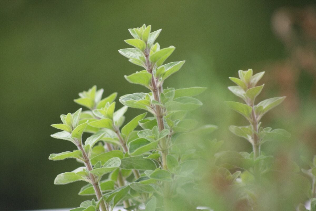 5 piante aromatiche resistenti al caldo: le varietà ideali per balcone e giardino in estate 5 piante aromatiche resistenti al caldo: le varietà ideali per balcone e giardino in estate
