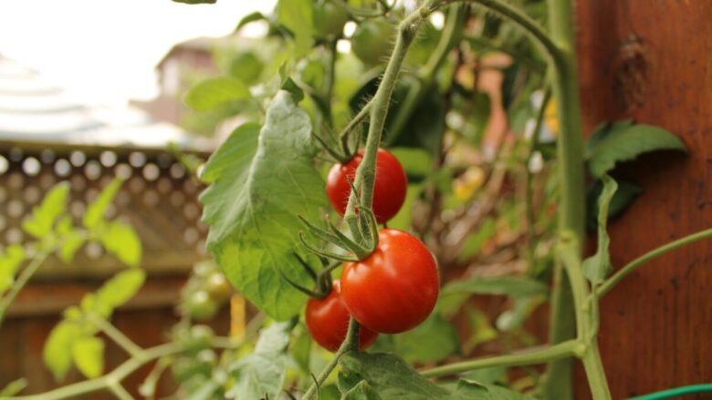 Orto sul balcone: quali verdure coltivare in vaso per ottenere raccolti abbondanti anche in poco spazio