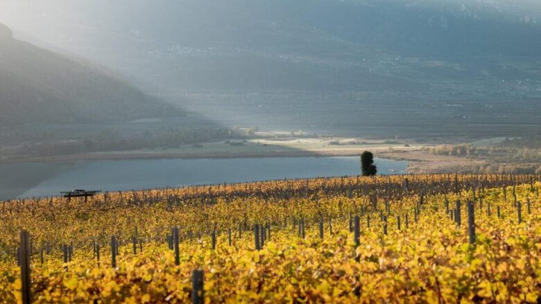 Autunno in Alto Adige: cosa fare tra vigneti, cantine e Törggelen